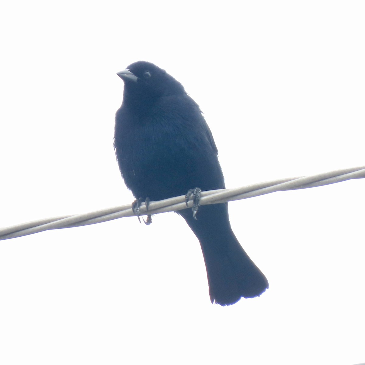 silketrupial - ML645668754