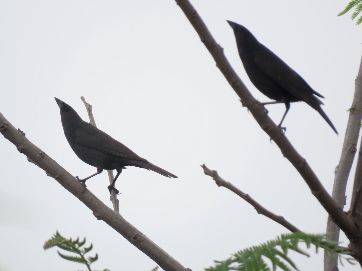 silketrupial - ML645668755