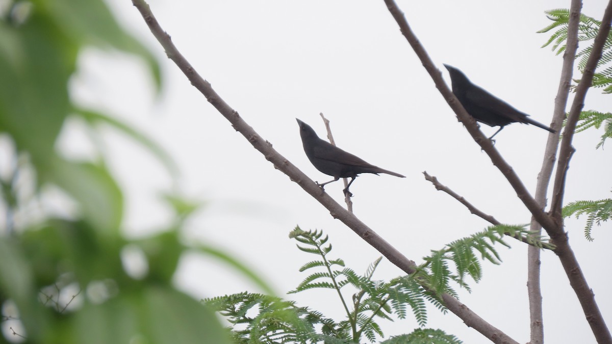 silketrupial - ML645668756