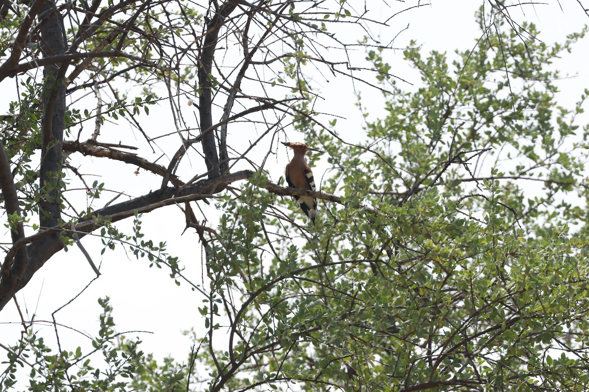 hærfugl (epops gr.) - ML645668759