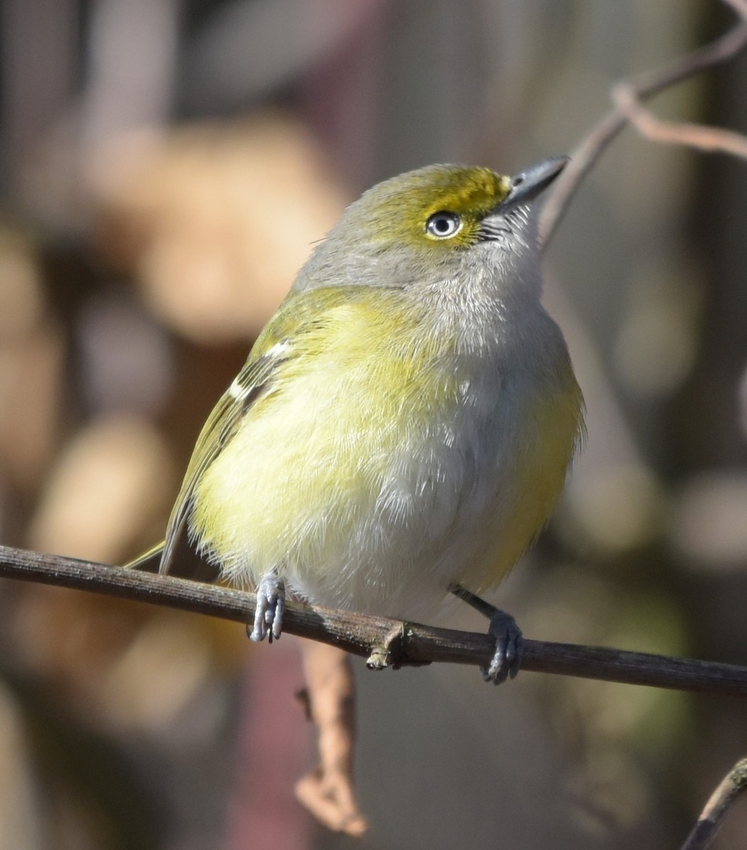 White-eyed Vireo - ML645668761