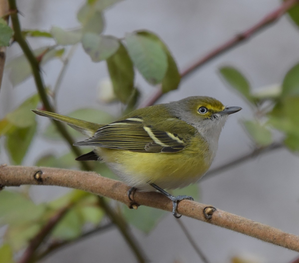 White-eyed Vireo - ML645668762