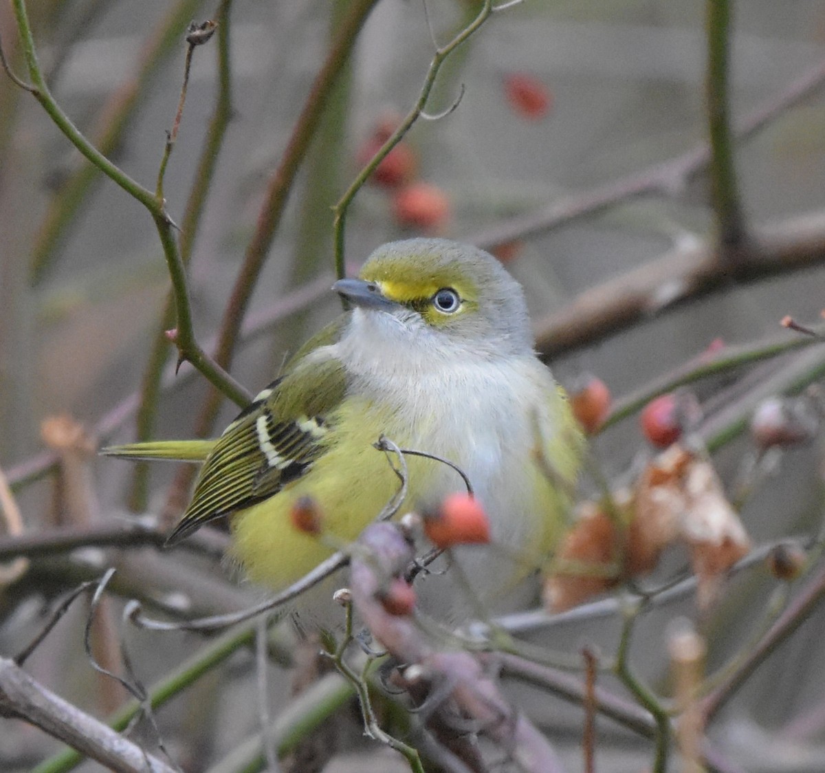 White-eyed Vireo - ML645668763