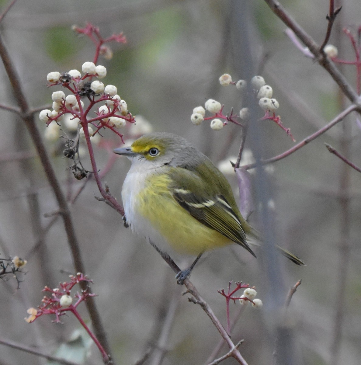White-eyed Vireo - ML645668764
