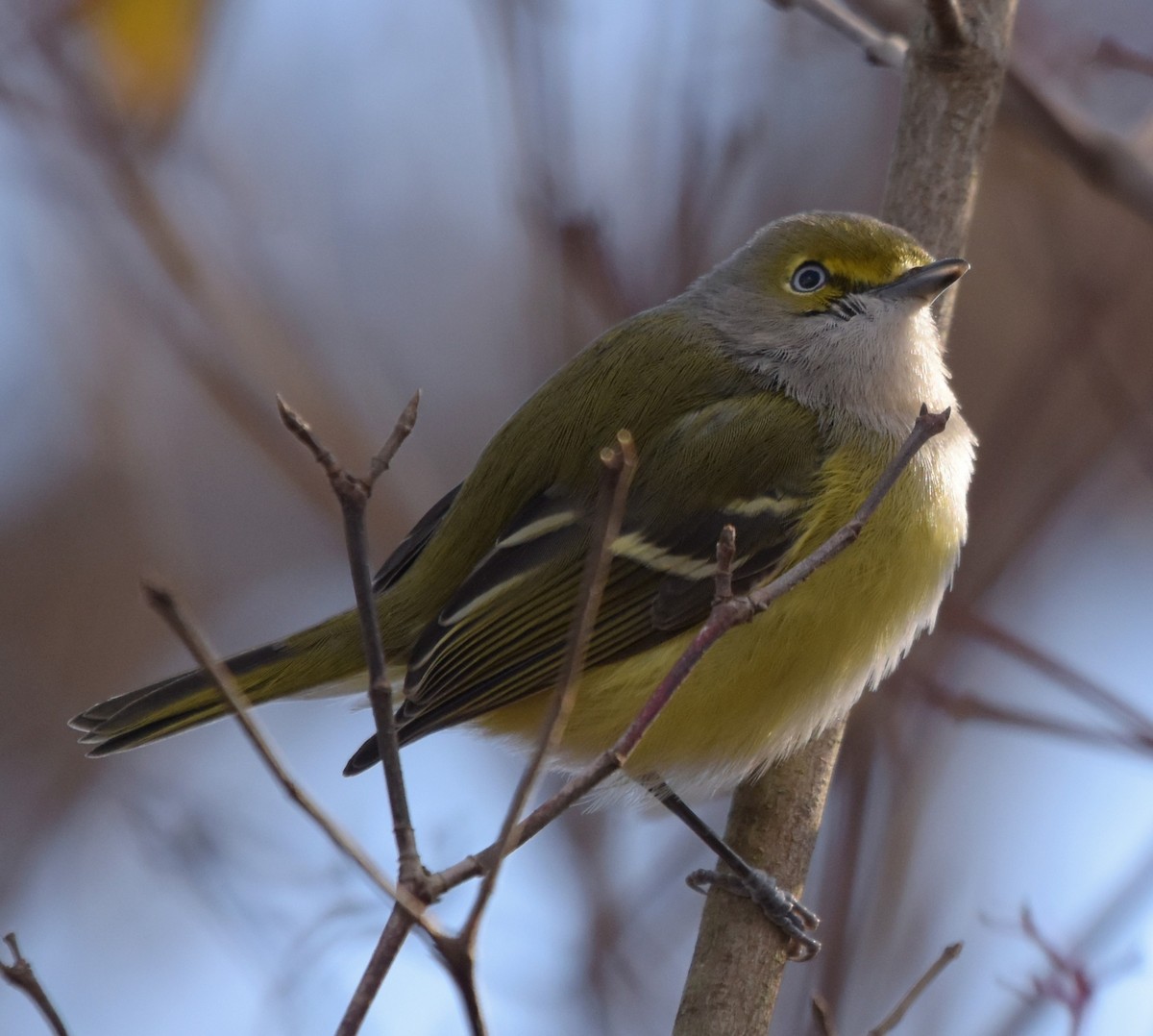 White-eyed Vireo - ML645668765