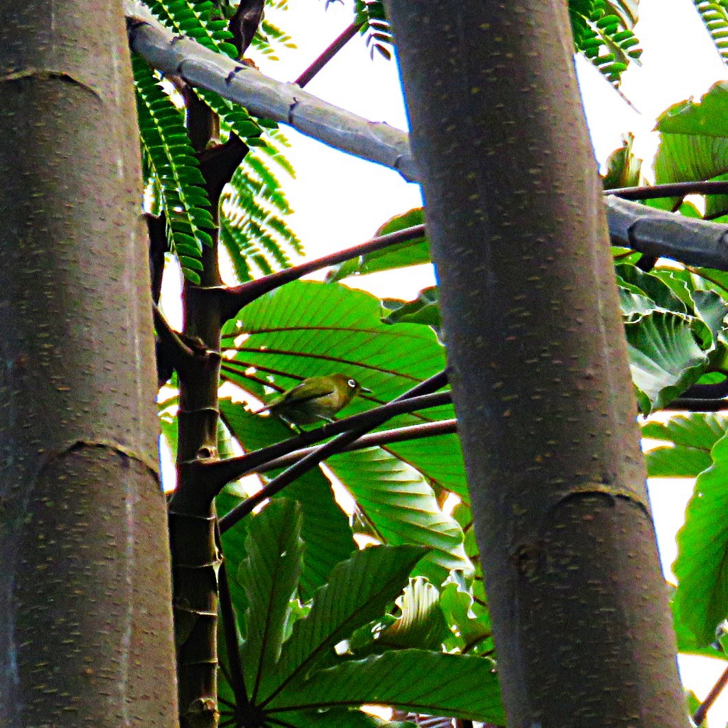 hagebrillefugl - ML645668766