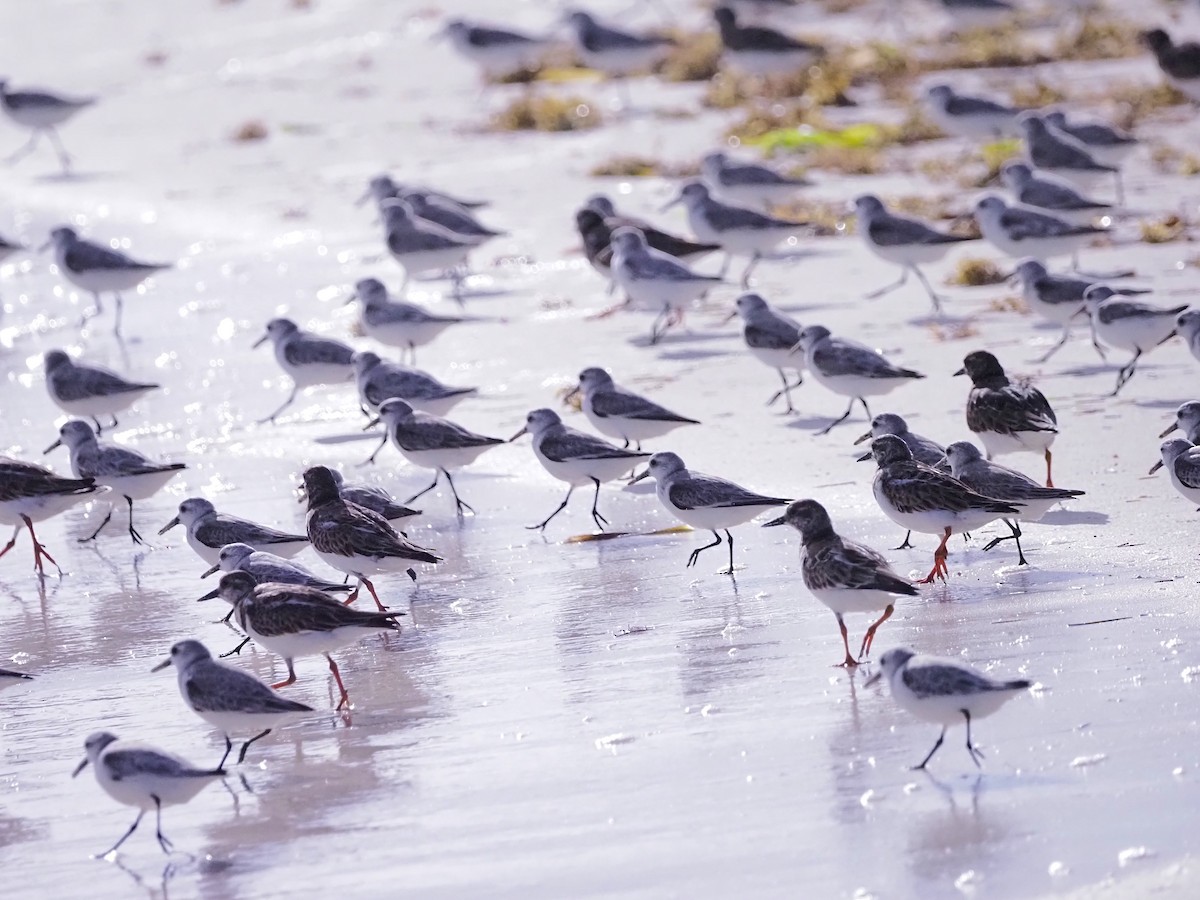 sandløper - ML645668768