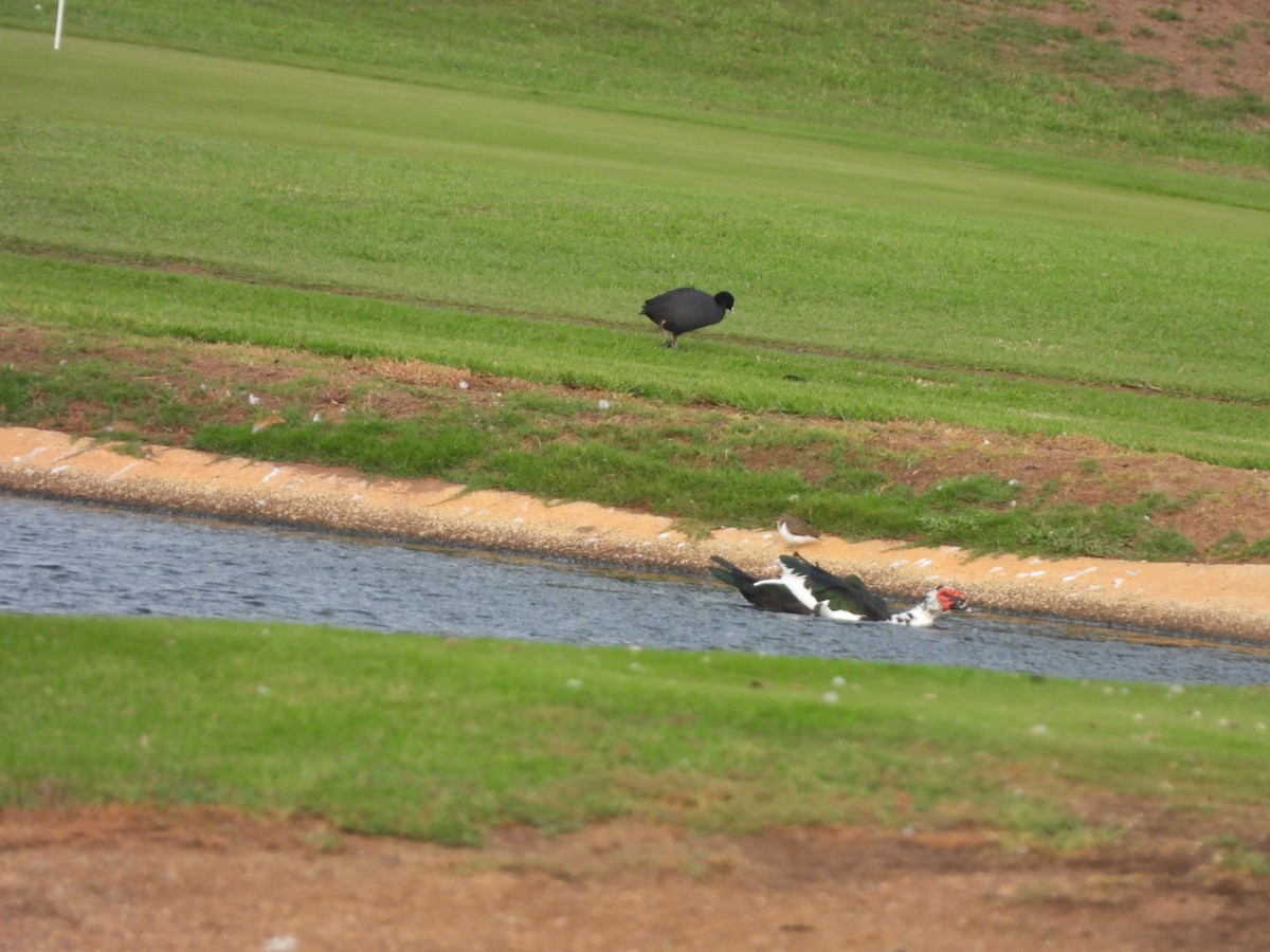 sothøne - ML645668769