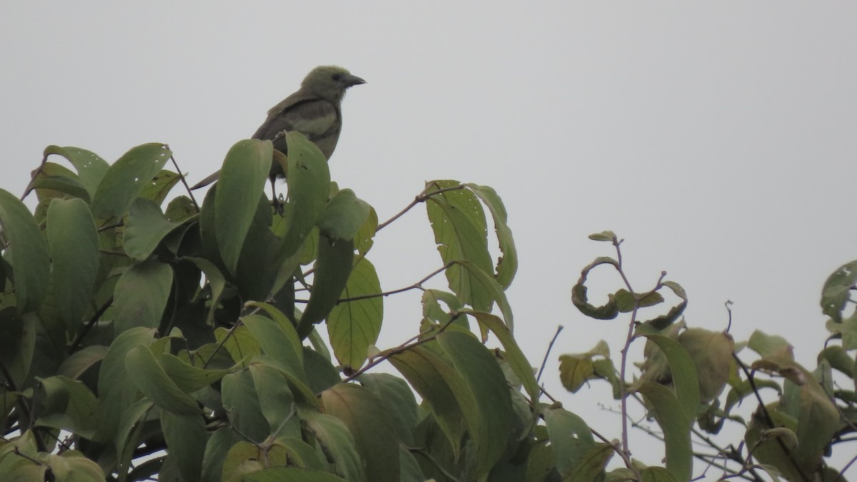 palmetanagar - ML645668771