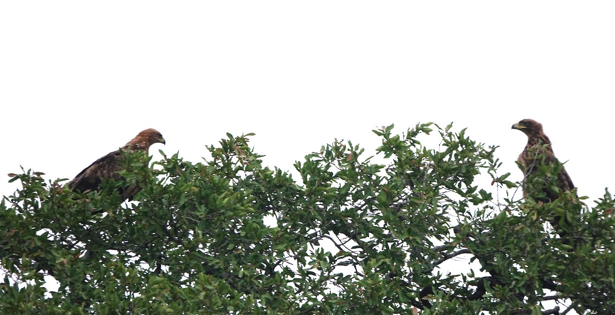 Tawny Eagle - ML645668772