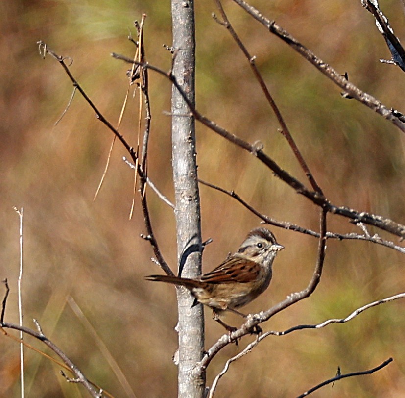 Swamp Sparrow - ML645668785