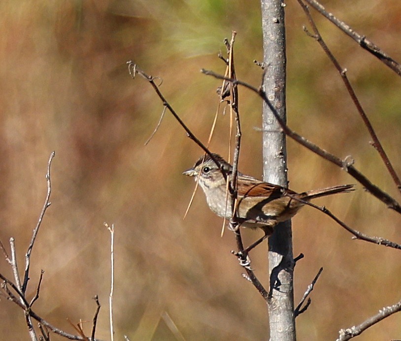 Swamp Sparrow - ML645668786