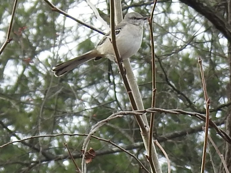 Northern Mockingbird - ML645668794