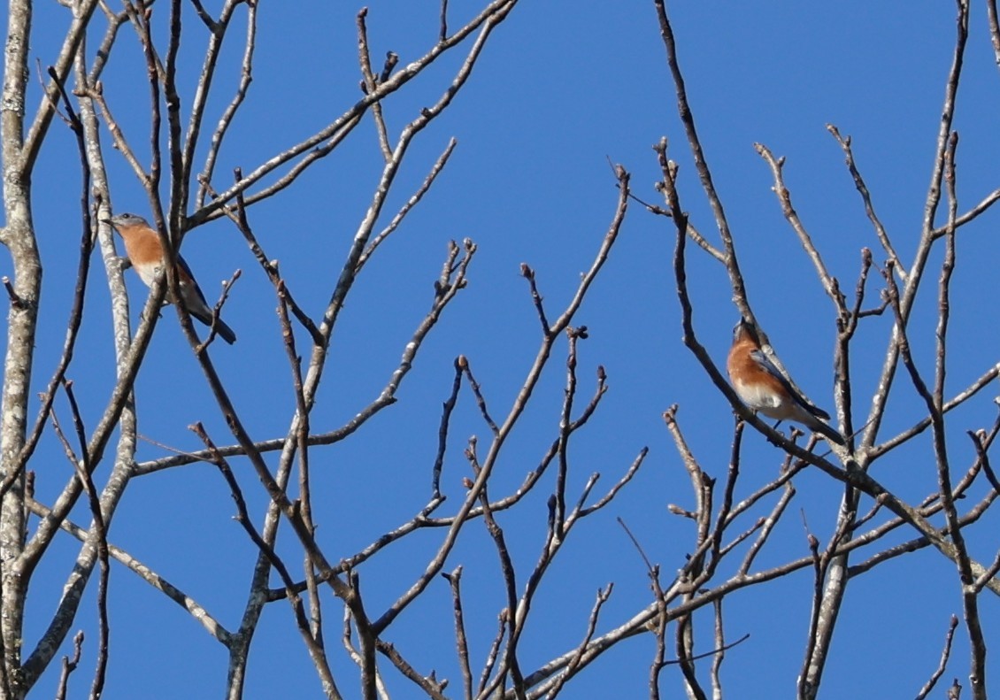 Eastern Bluebird - ML645668800