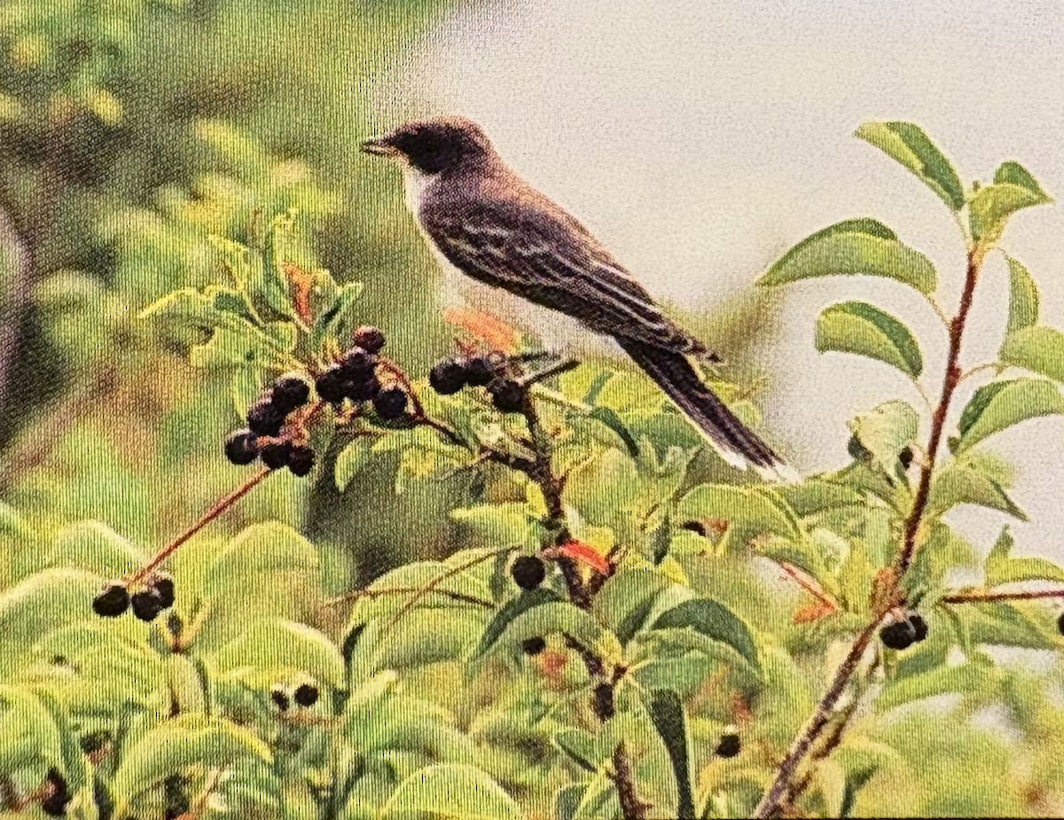 Tyran tritri - ML645668803