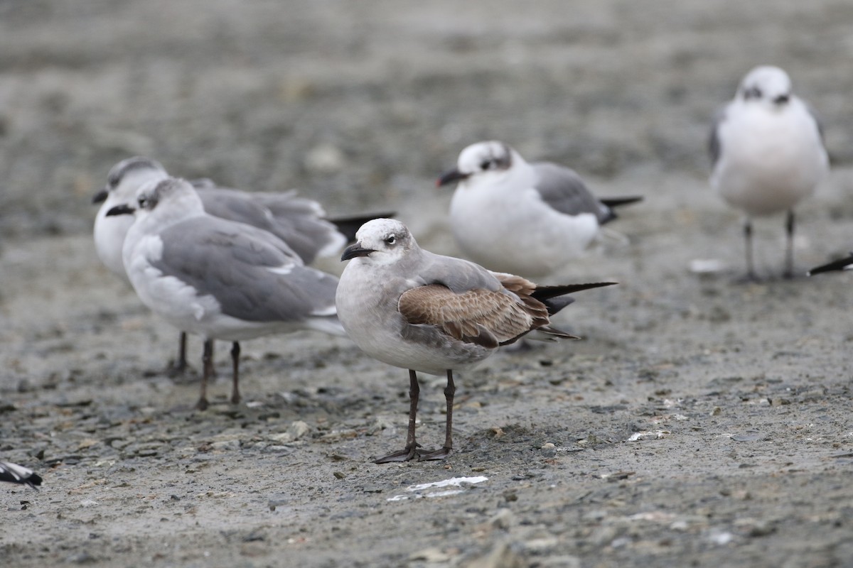 racek karibský - ML645668804