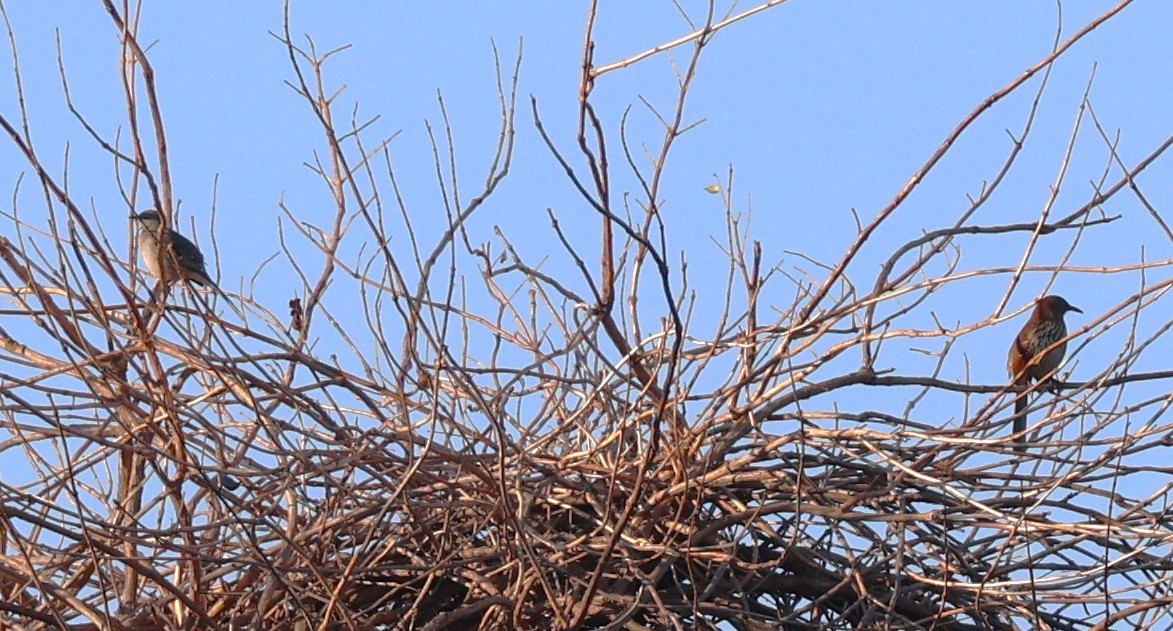 דשוש חום - ML645668812