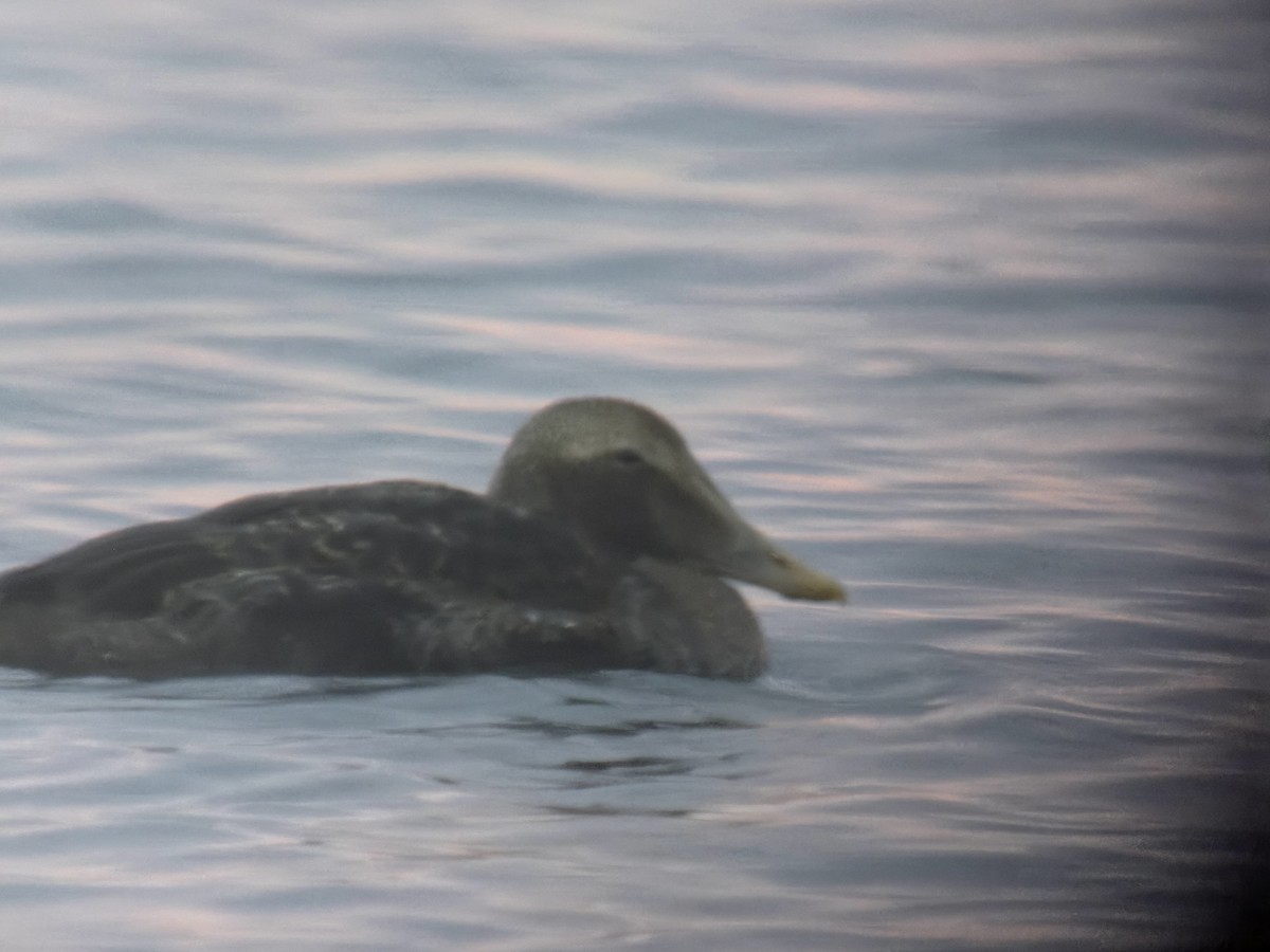 kajka mořská - ML645668814