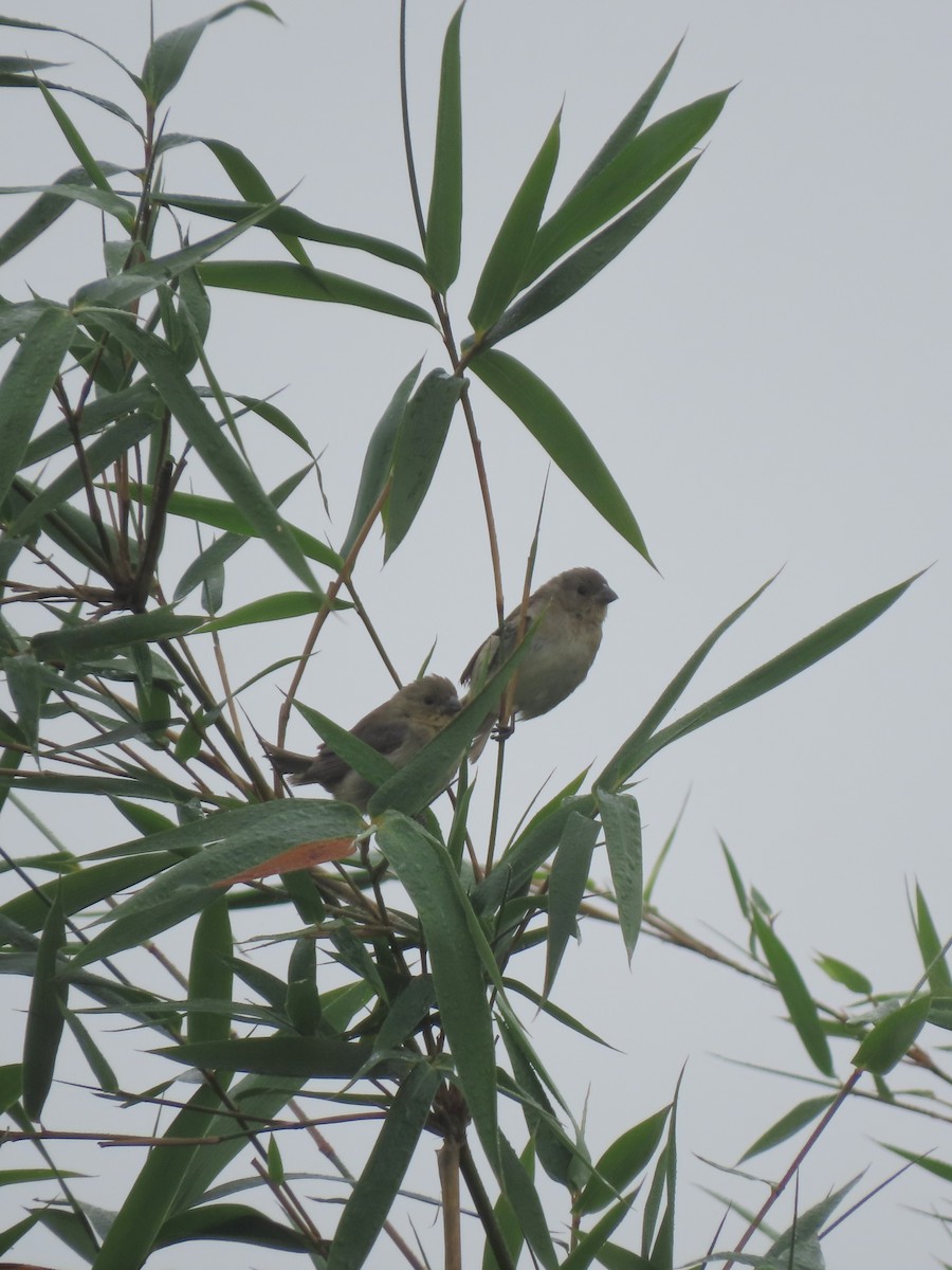 Double-collared Seedeater - ML645668817