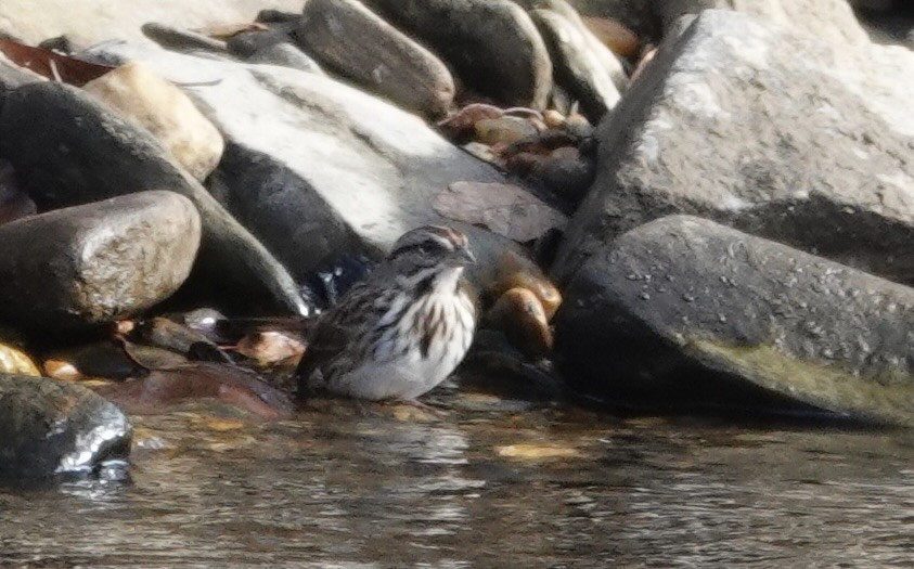 strnadec zpěvný - ML645668820