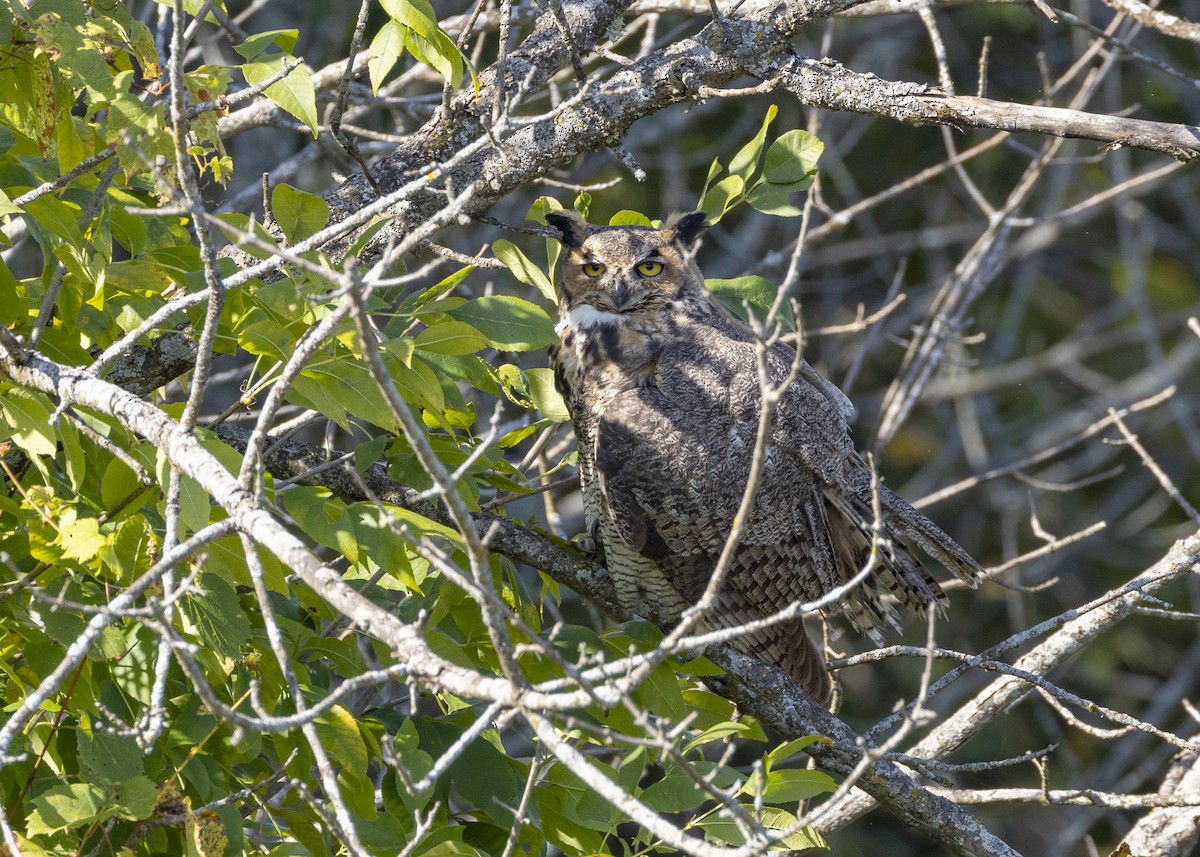 výr virginský - ML645668822