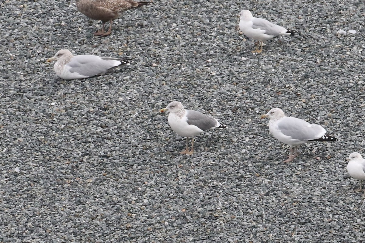 racek americký x žlutonohý (hybrid) - ML645668823