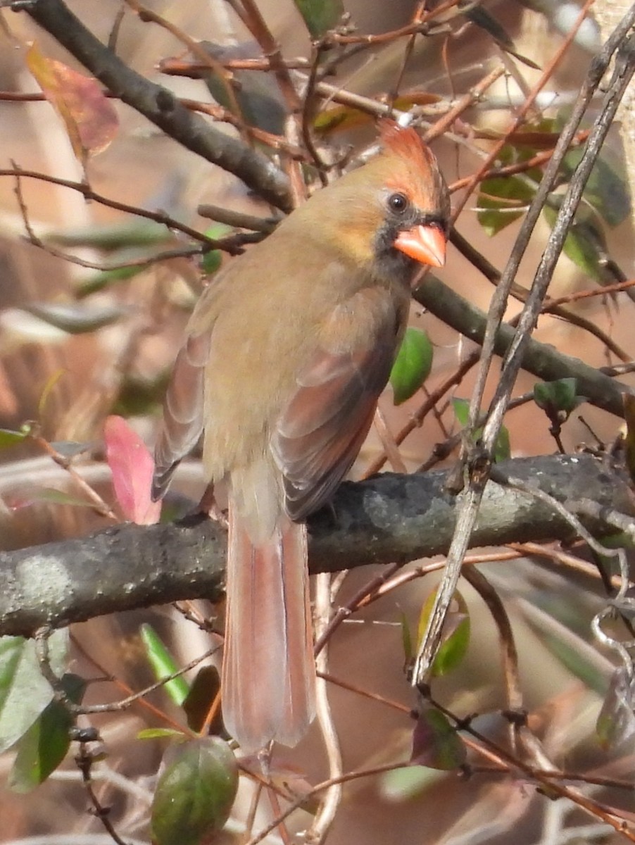 kardinál červený - ML645668824