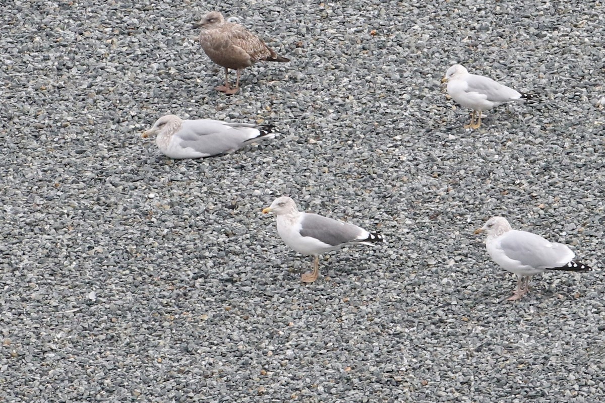 racek americký x žlutonohý (hybrid) - ML645668826