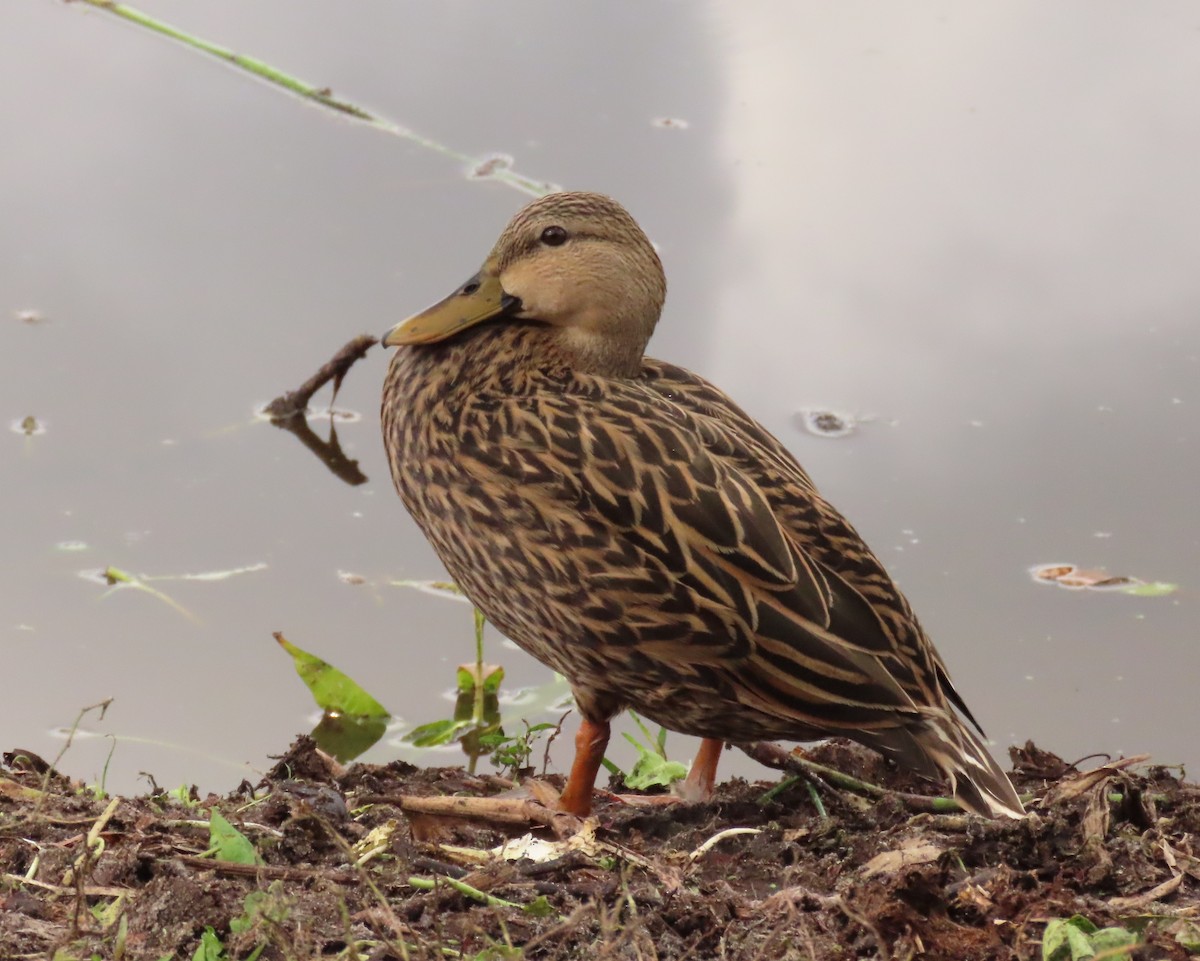 kachna divoká/pobřežní - ML645668828