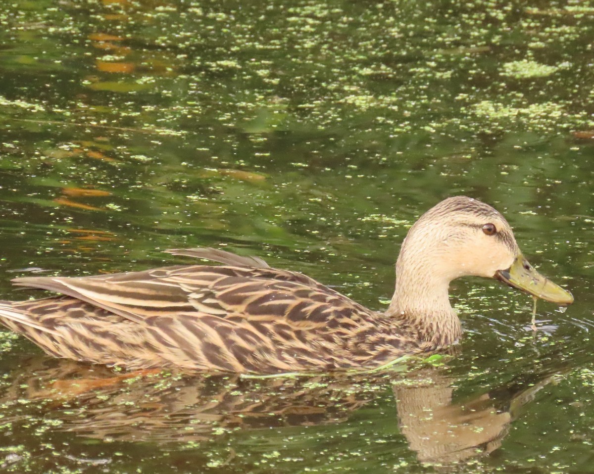 kachna divoká/pobřežní - ML645668829