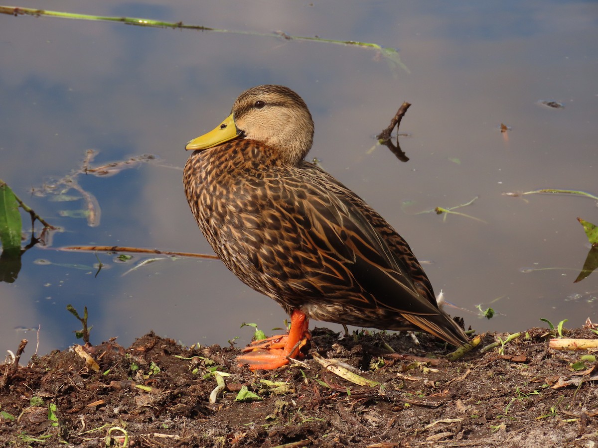 kachna divoká/pobřežní - ML645668830