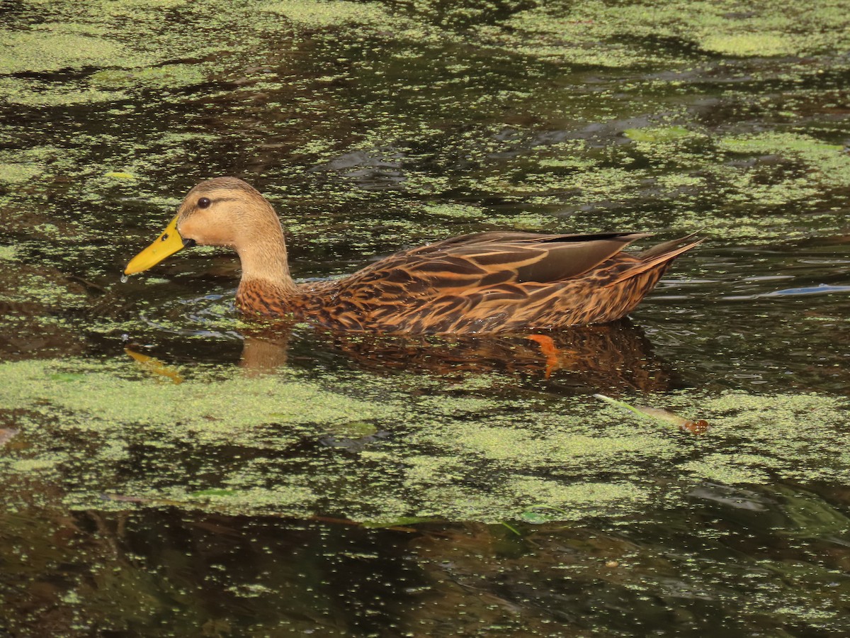 kachna divoká/pobřežní - ML645668831