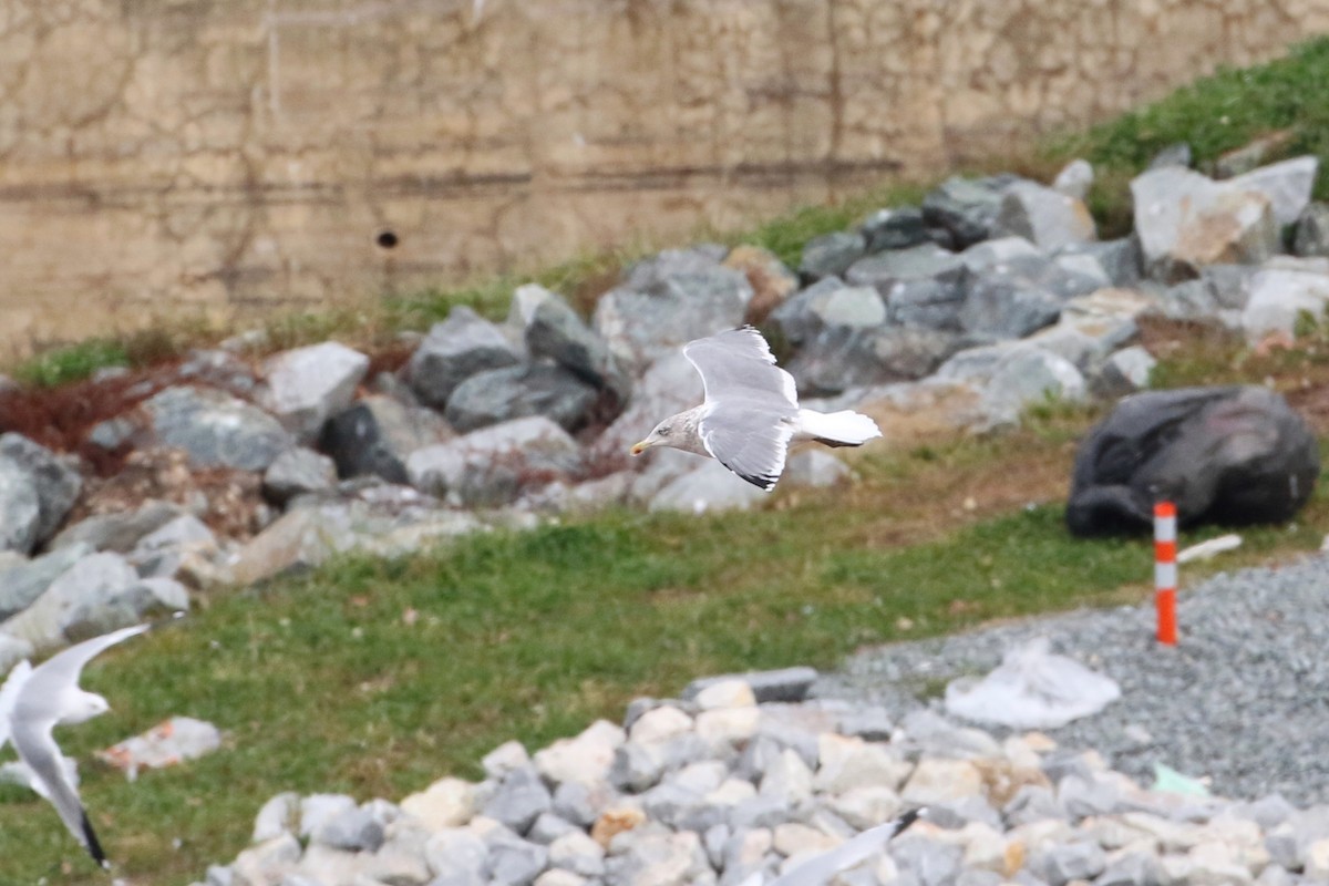 racek americký x žlutonohý (hybrid) - ML645668833