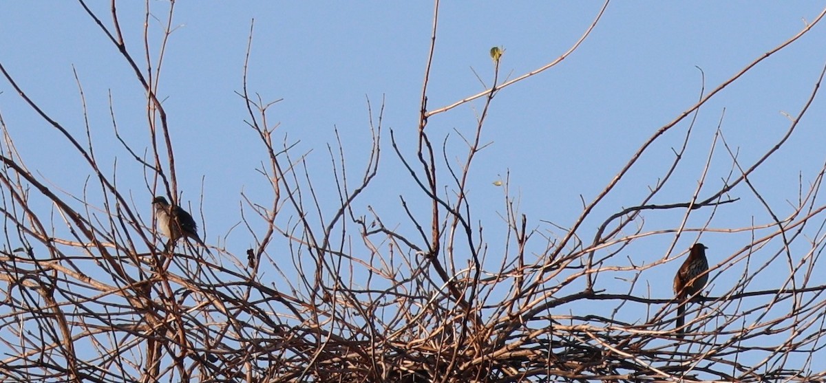 drozdec mnohohlasý - ML645668838