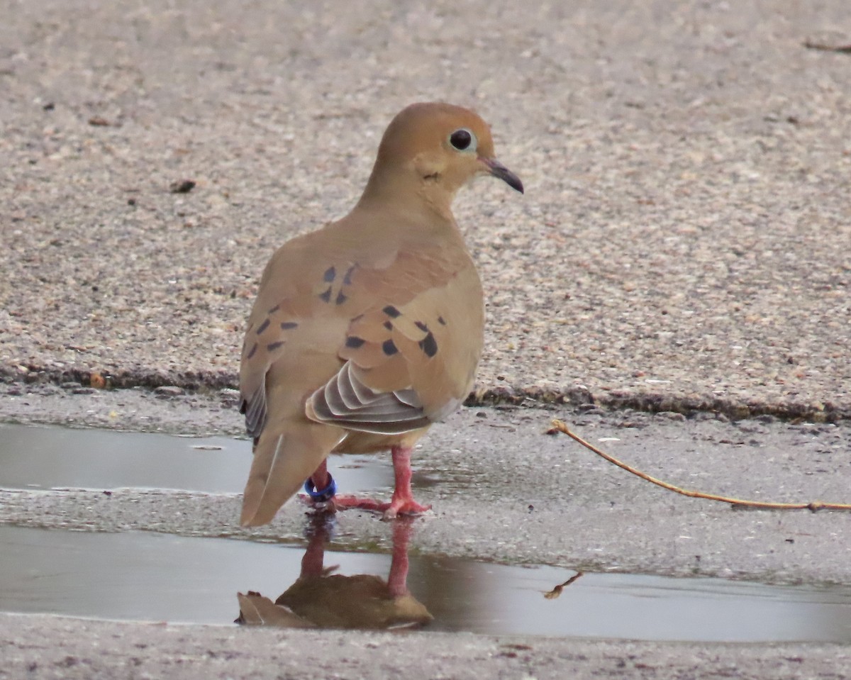 hrdlička karolínská - ML645668839