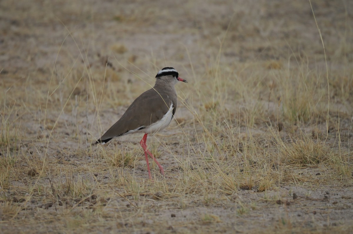 čejka korunkatá - ML645668841