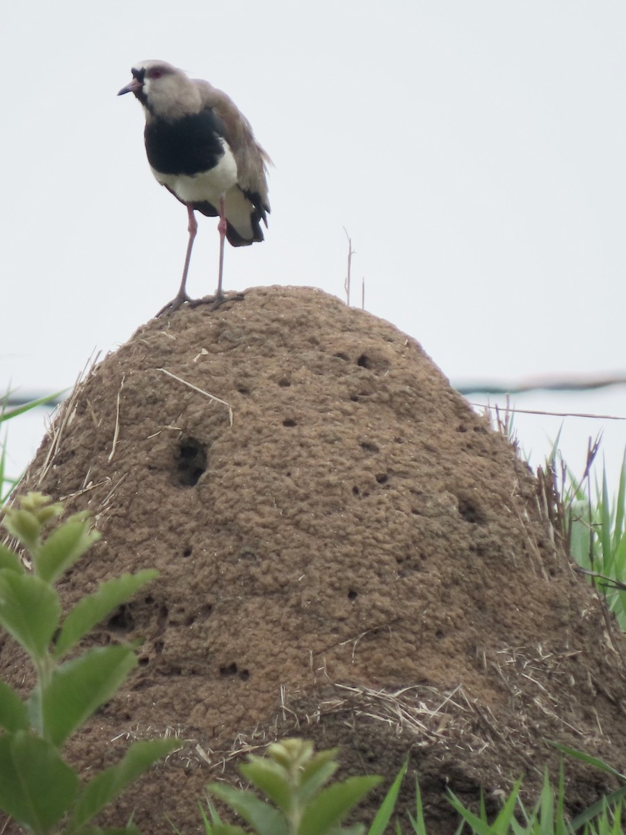 Southern Lapwing - ML645668842