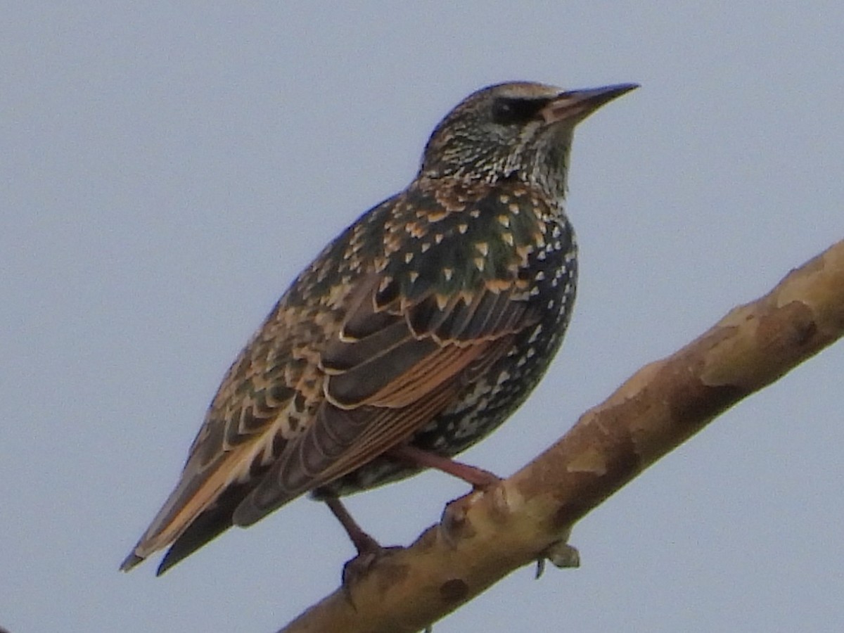 špaček obecný - ML645668843