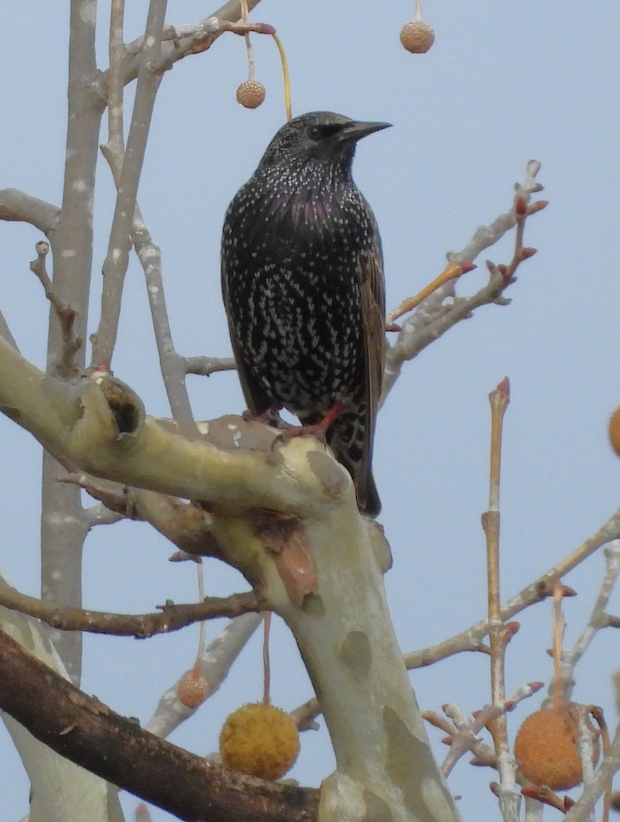 špaček obecný - ML645668844