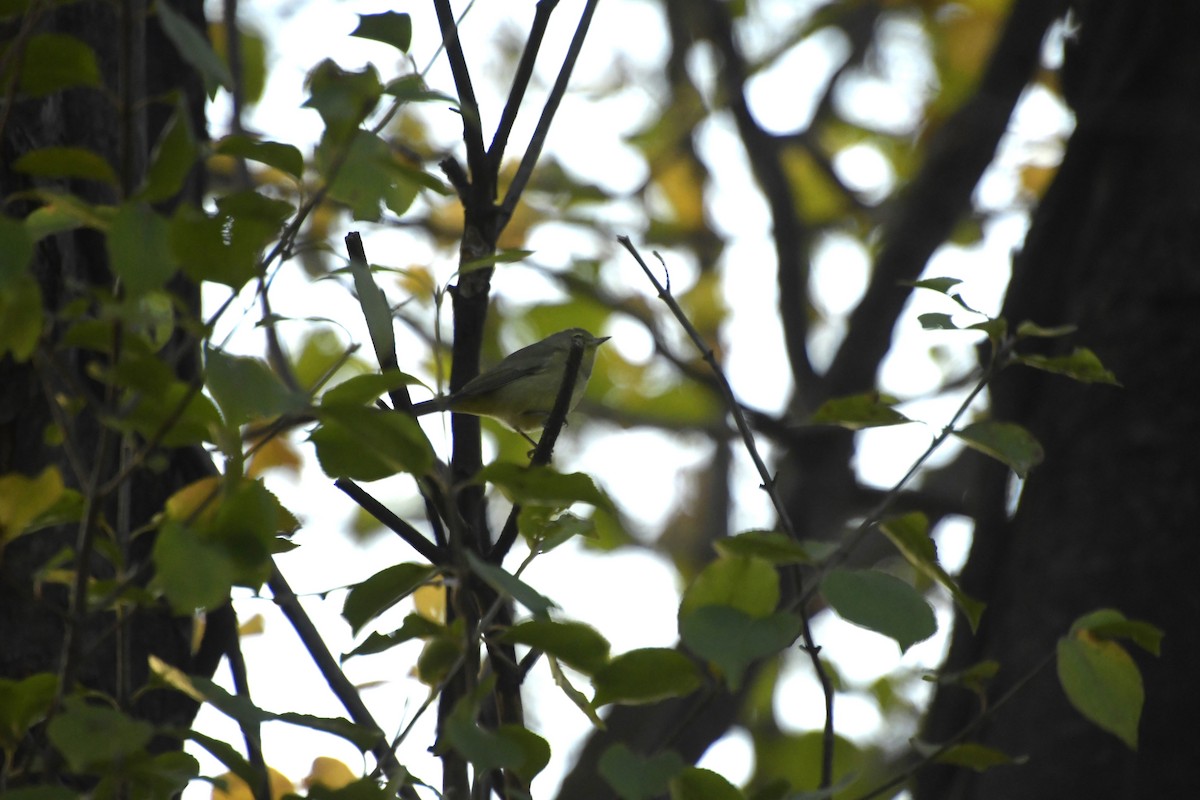 Orange-crowned Warbler - ML645668845