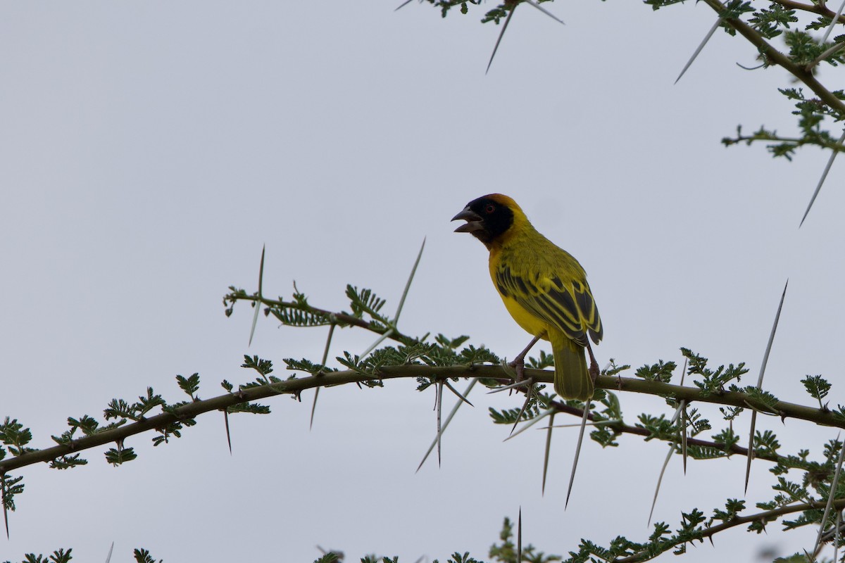 snovač sahelský - ML645668846