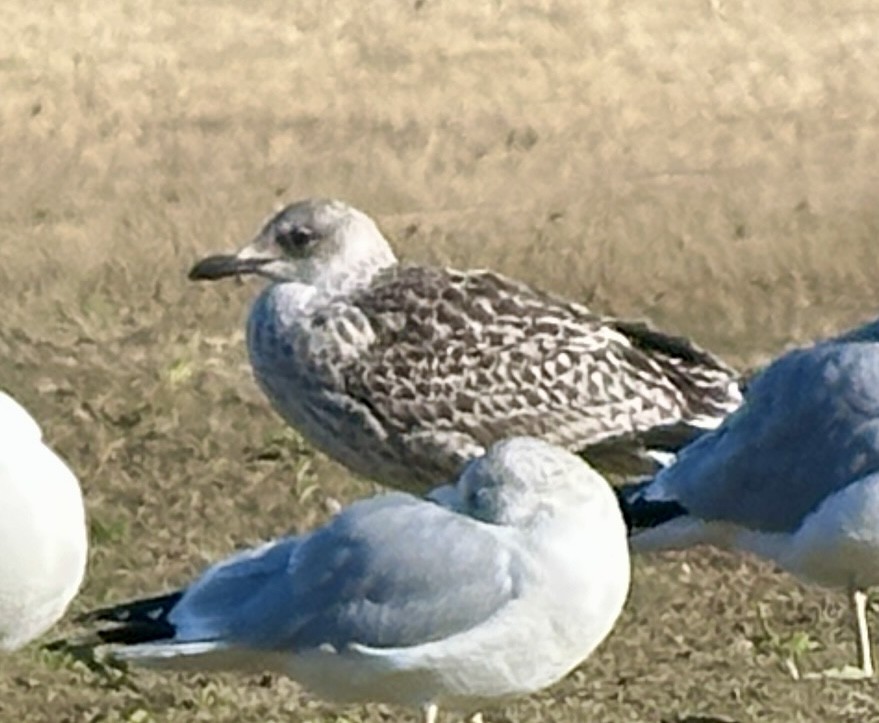 racek americký - ML645668847