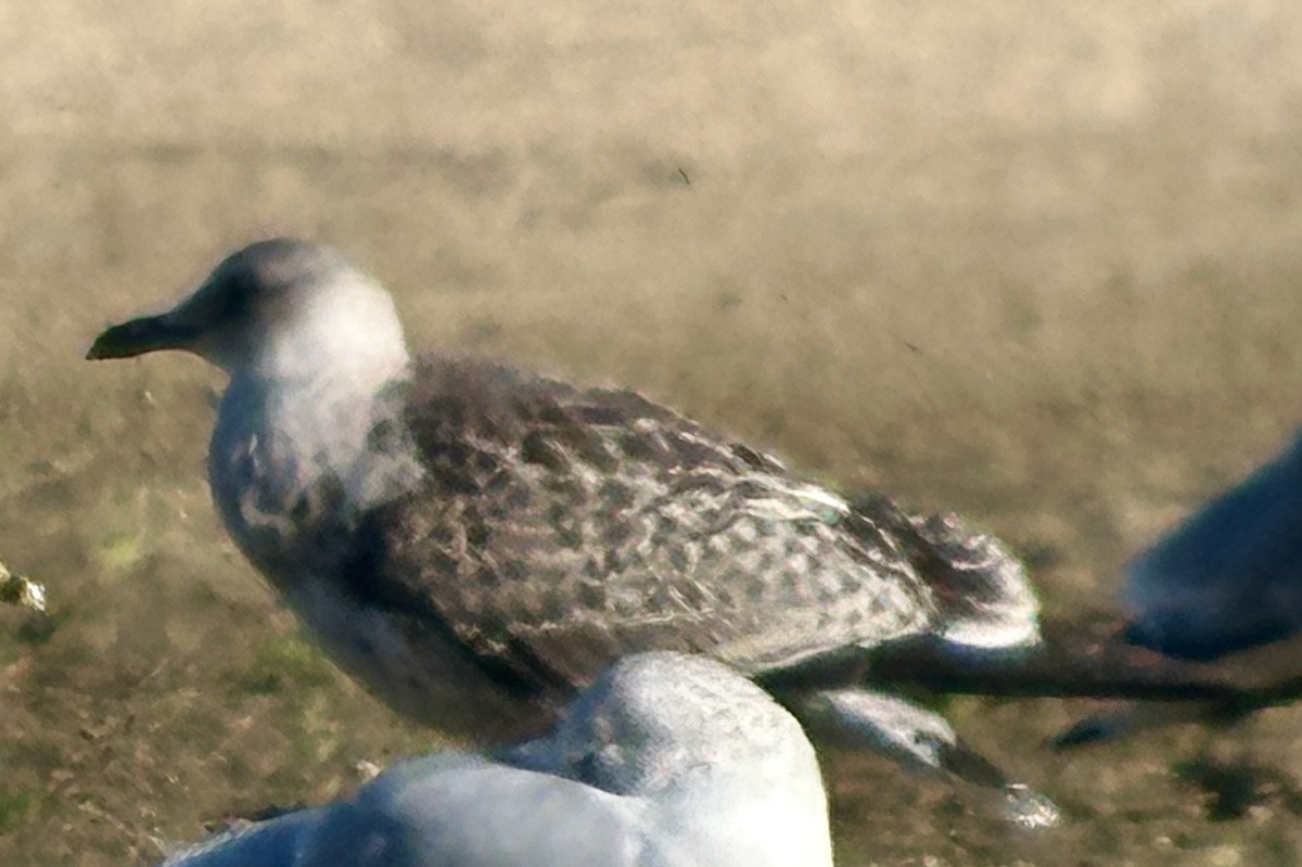 racek americký - ML645668848