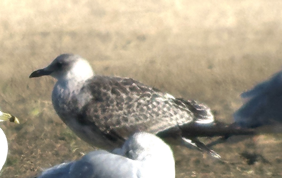 racek americký - ML645668849