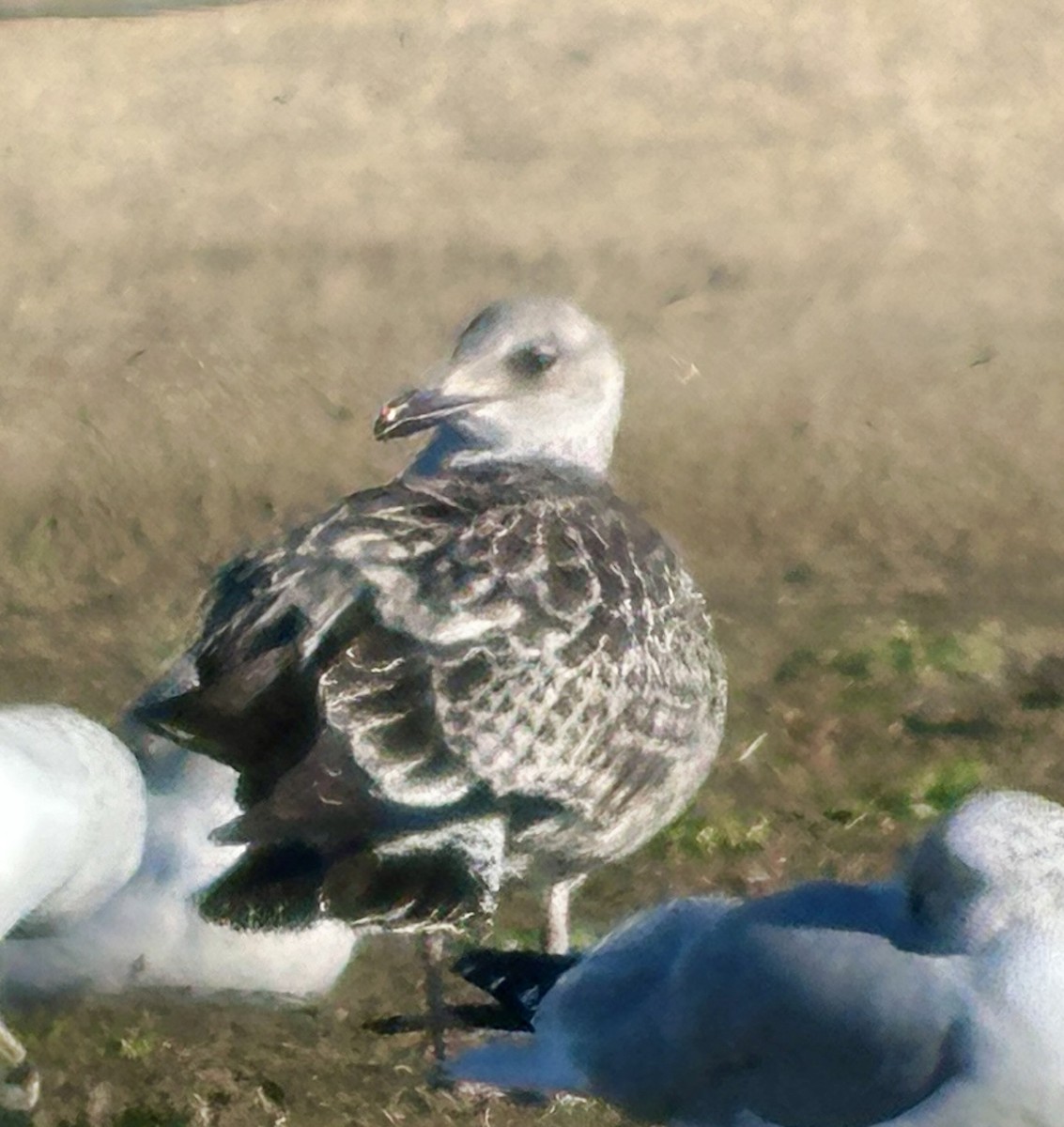 racek americký - ML645668850