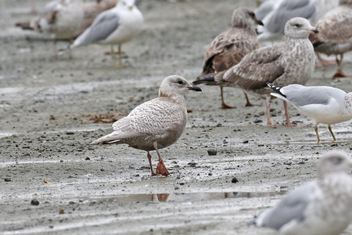 racek polární (ssp. kumlieni/glaucoides) - ML645668851