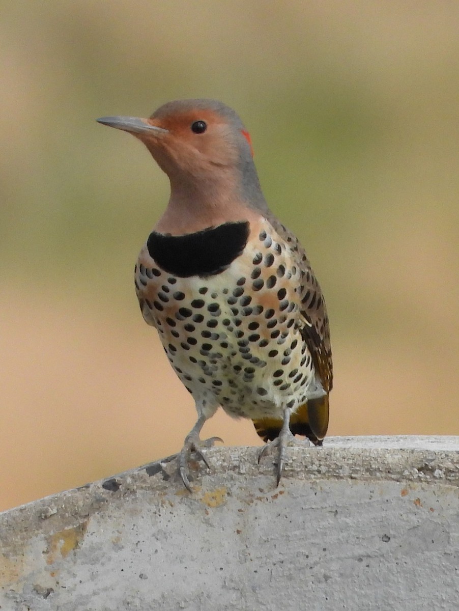 datel zlatý - ML645668852