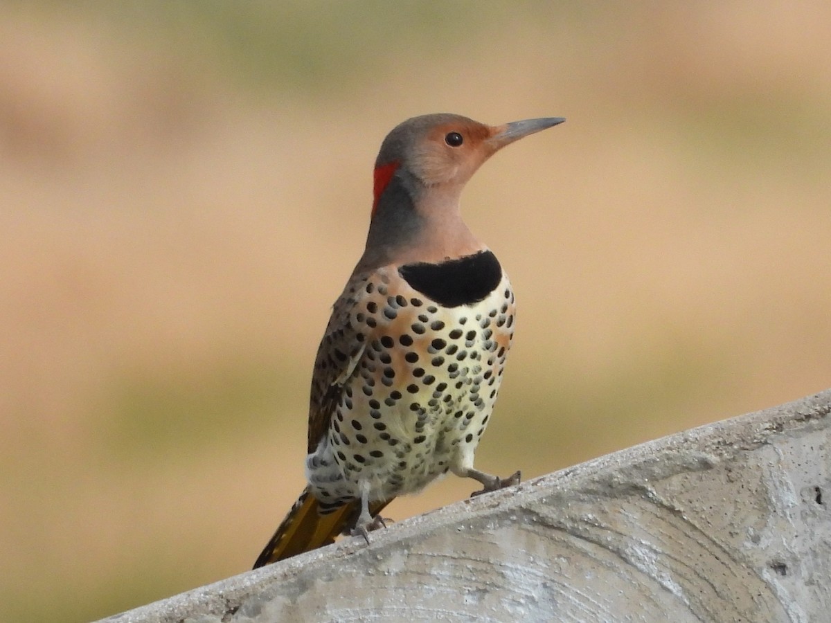 datel zlatý - ML645668853