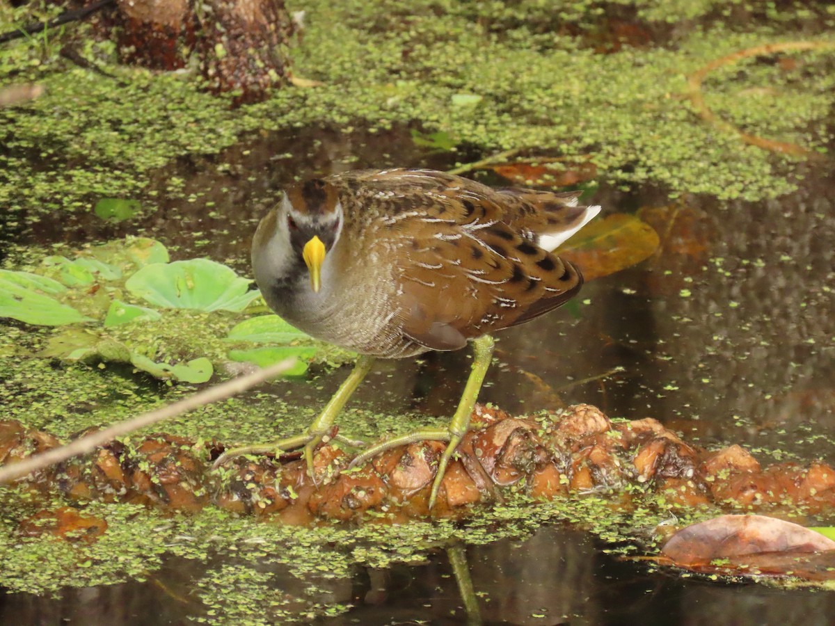 chřástal karolínský - ML645668854