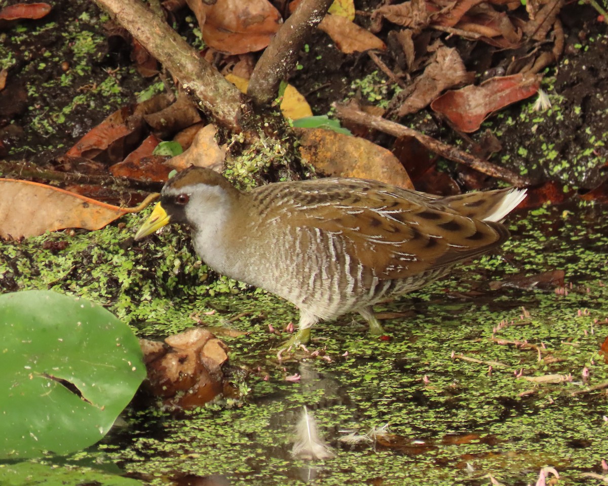 chřástal karolínský - ML645668855